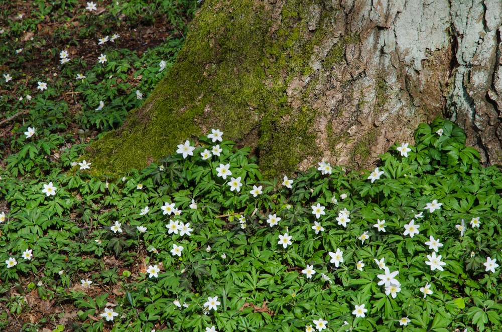 苔花.jpg